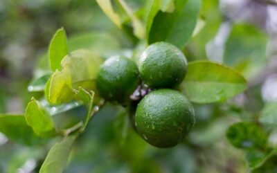 Les bienfaits du thé à la bergamote selon la science