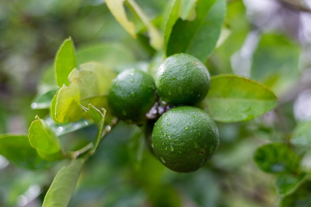 fruit bergamote sur arbre