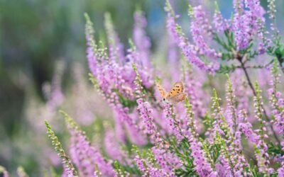 5 bienfaits de la bruyère : reins, rhumatismes, microbes…