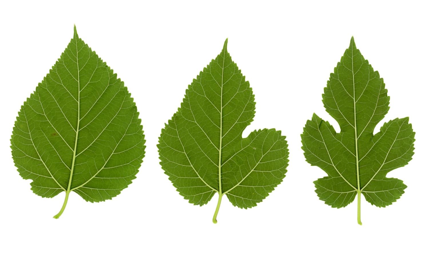 feuilles de mûrier