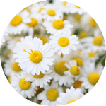 fleurs de camomille