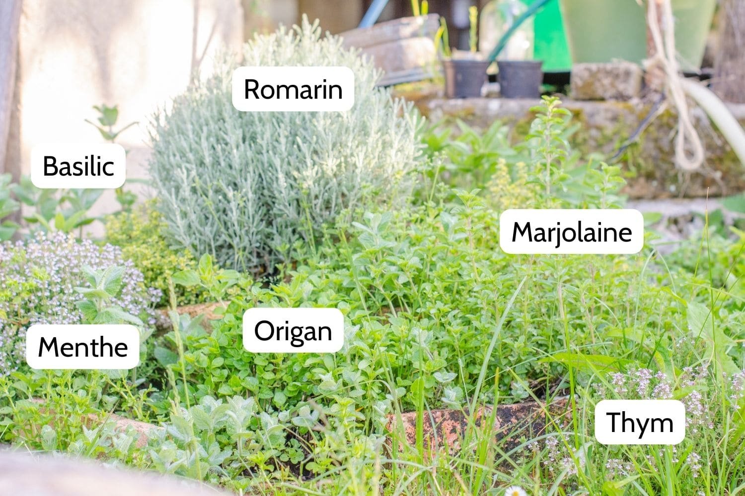 plantes médicinales du jardin
