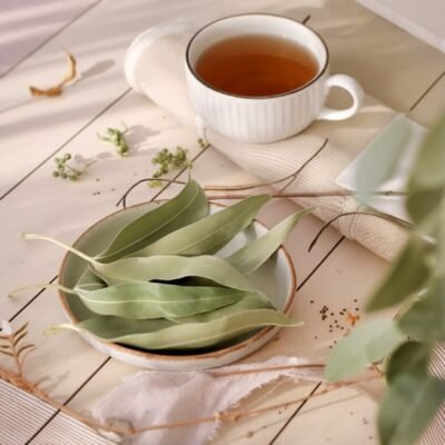 feuilles d'eucalyptus séchées pour infusion