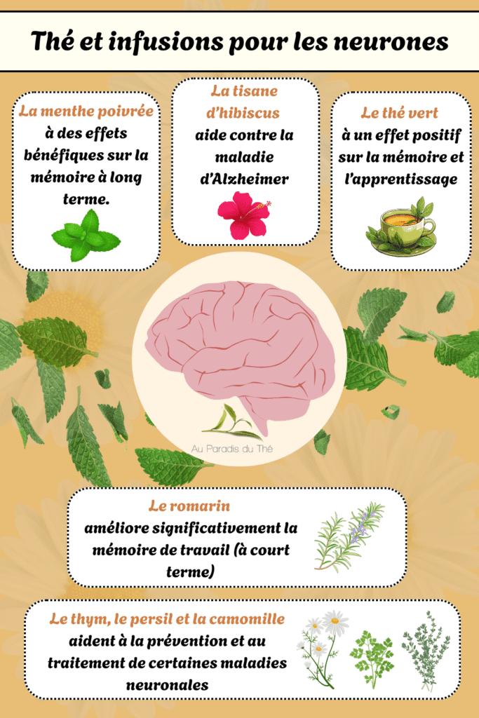 Infographie des meilleures tisanes pour les neurone et le cerveau