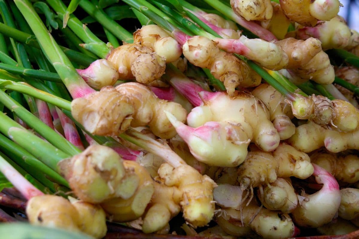 bulbes de gingembre frais